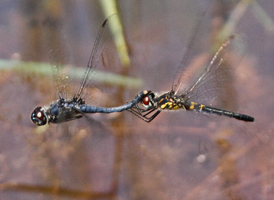 Double-ringed Pennant